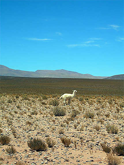 Lama - (NOA) Argentine