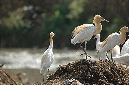 Héron garde-boeufs (Bubulcus ibis)