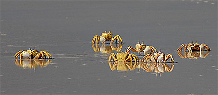 Crabes jaunes