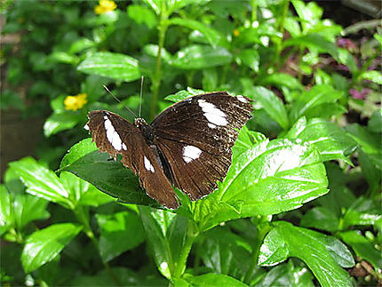 Papillon du Jardin Botanique