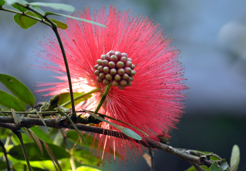 Drôle de fleur