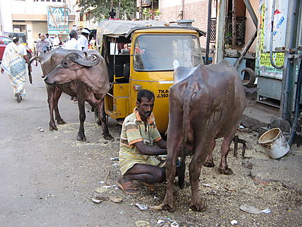 Traite dans une rue de Puducherry