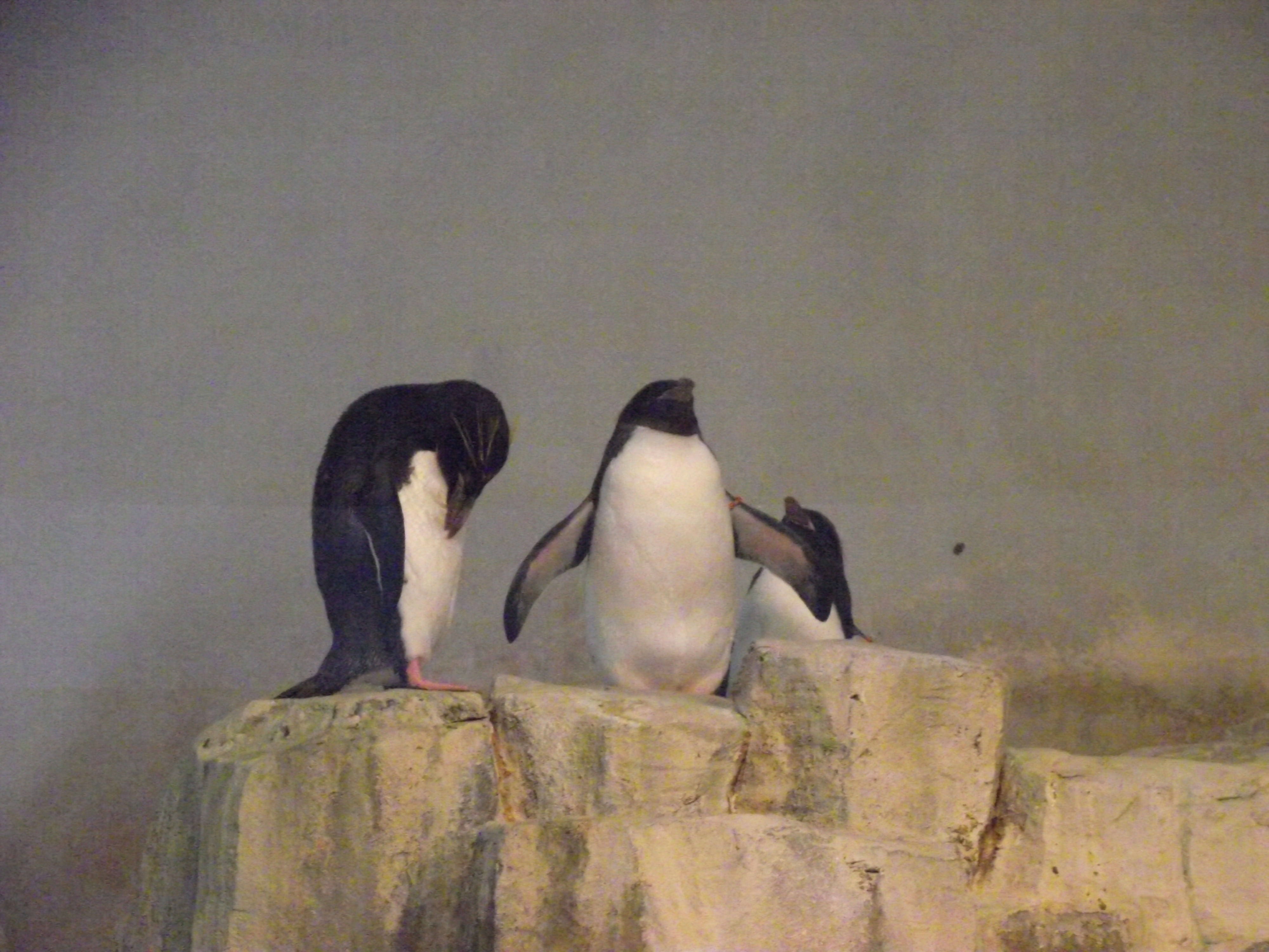 Pingouins au Biodôme de Montréal