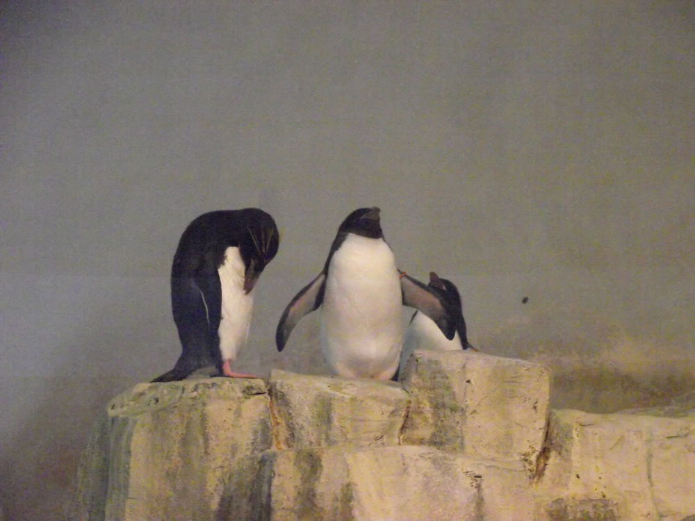 Pingouins au Biodôme de Montréal