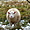 Mouton à Baie-des-Sables