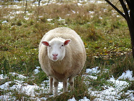 Mouton à Baie-des-Sables