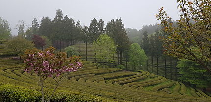 Plantation de Thé de Boseong