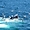 Baleines à Cape Cod