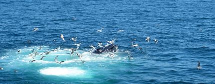 Baleines à Cape Cod