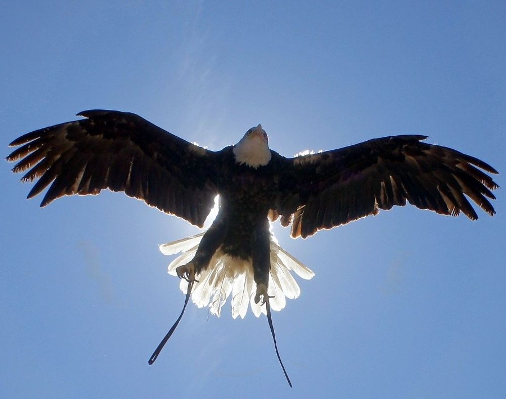 Aigle survolant un château cathare