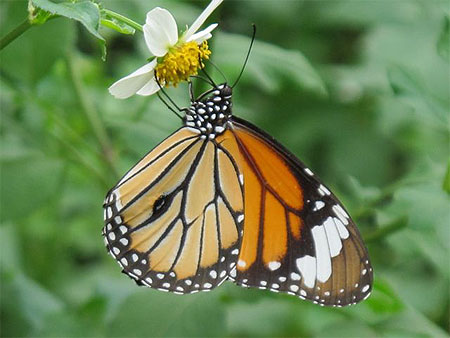 Papillon Papillon