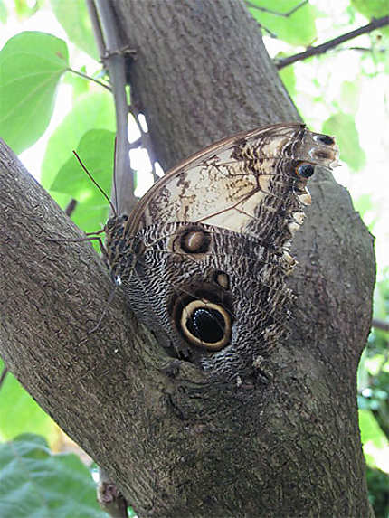 Papillon hibou du Jardin Botanique