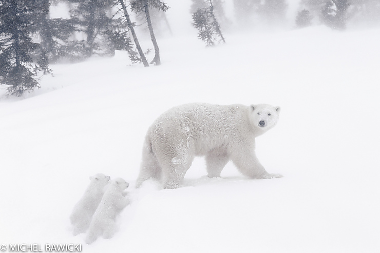 Ours polaire et ses oursons au Wapusk National Park, Manitoba, Canada