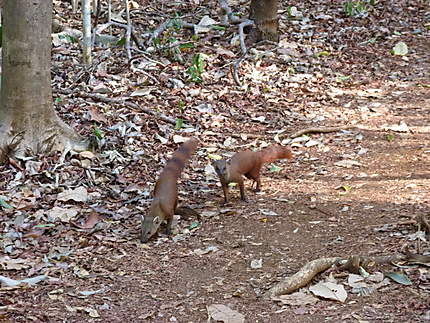 Couple de mangoustes