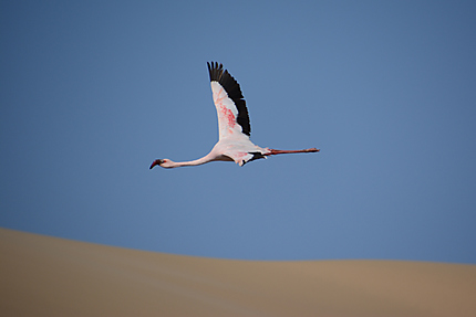 Vol de Flamingo