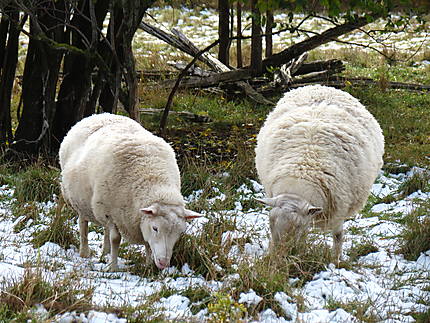 Moutons à Baie-des-Sables