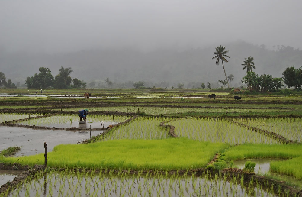 Rizière de l'Est malagasy