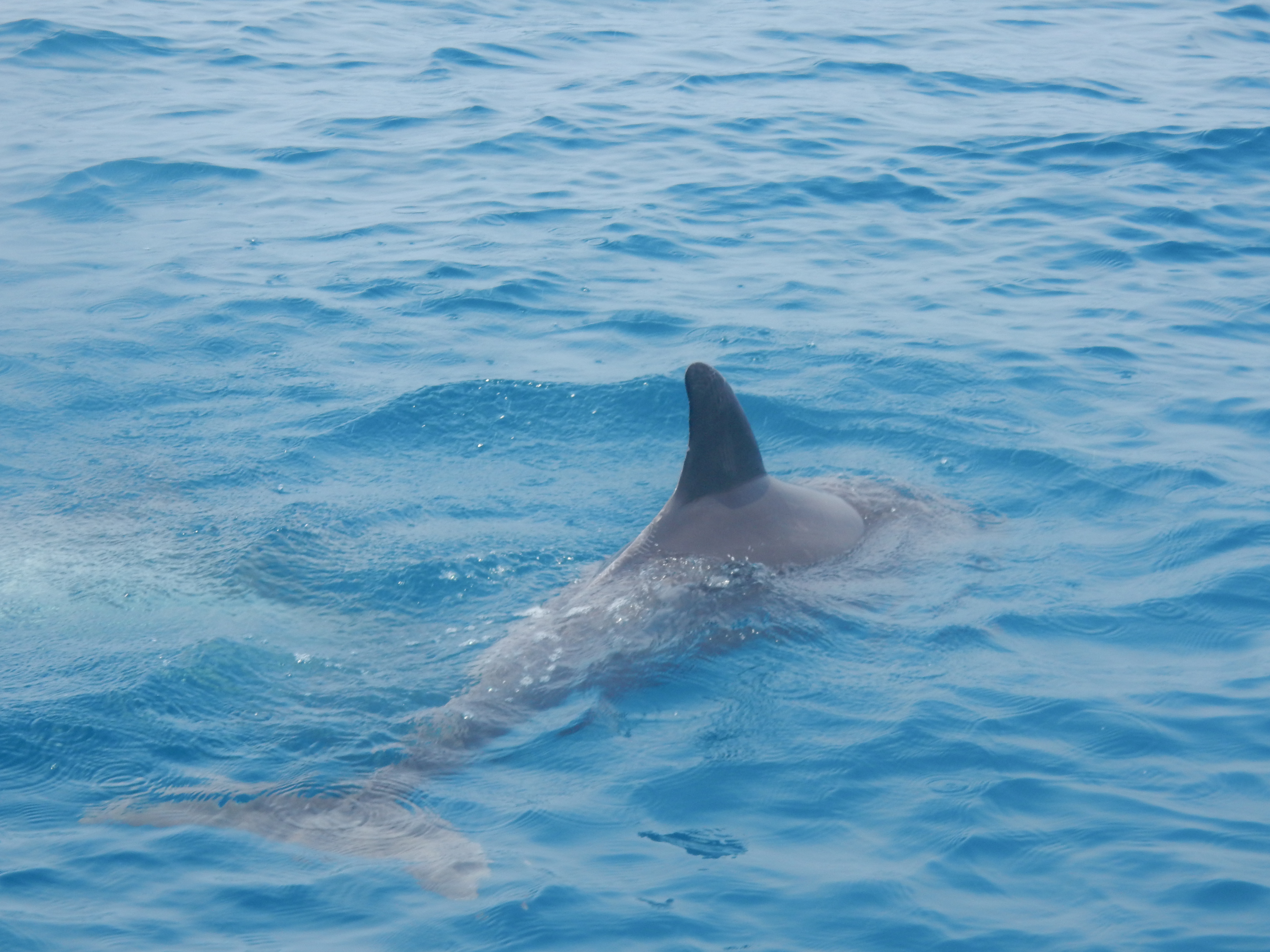 Dauphin Dauphin