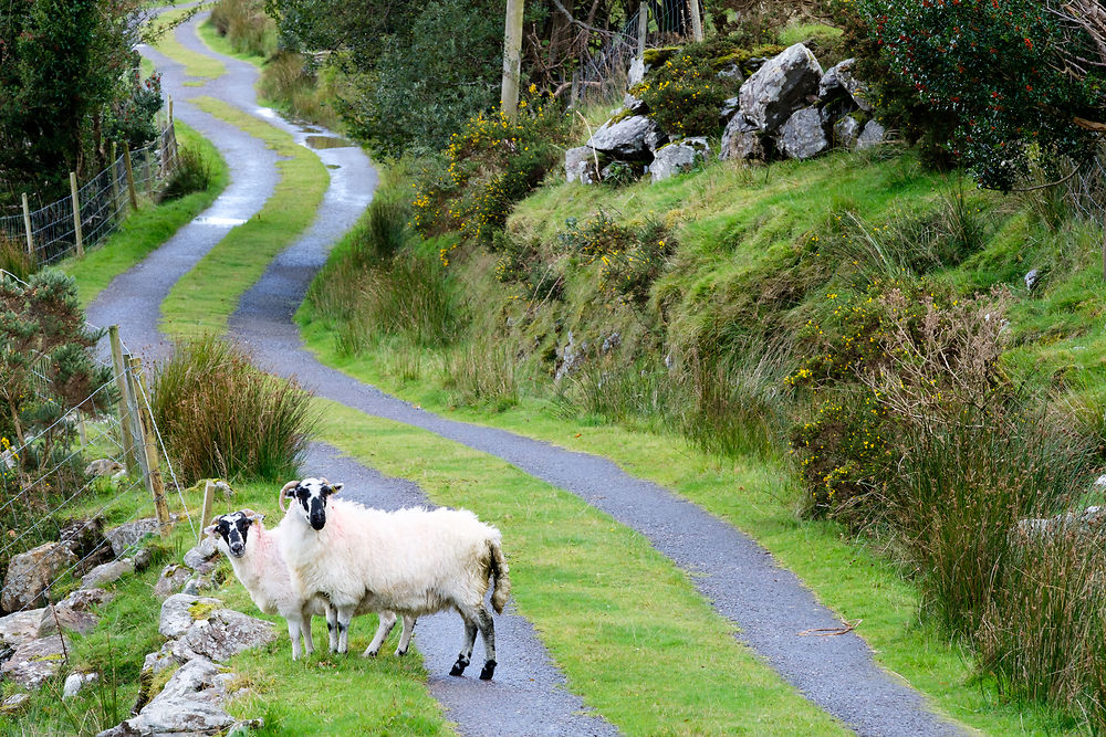 Irlande the kerry way