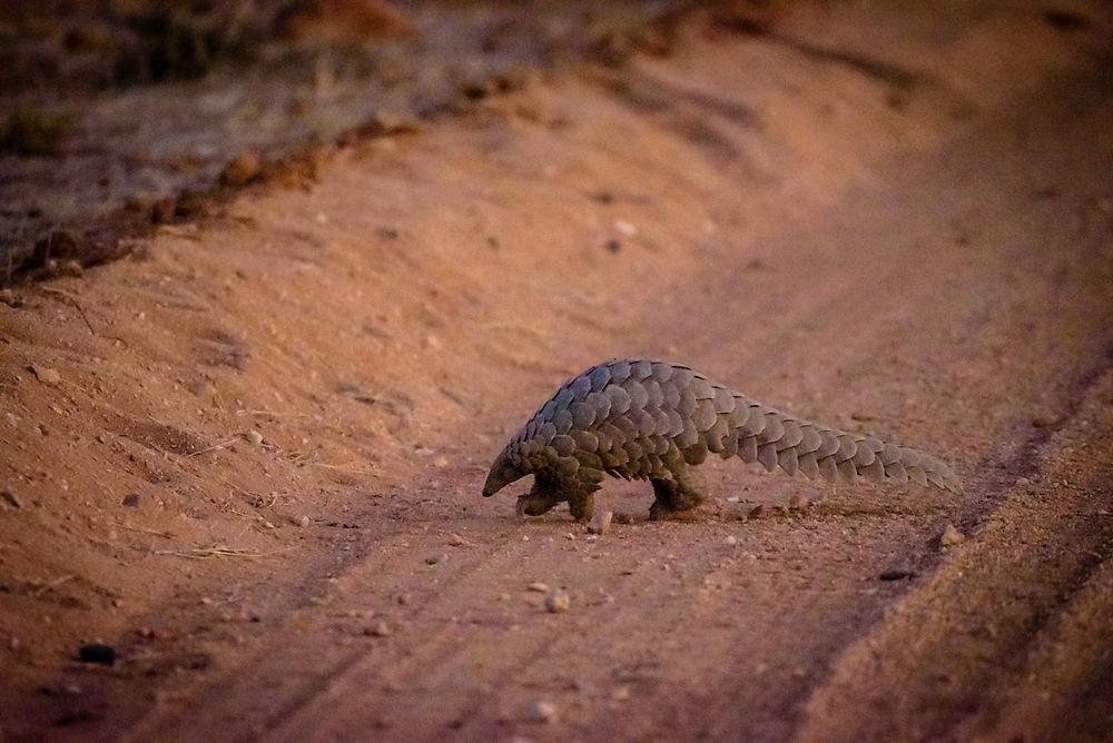 Pangolin