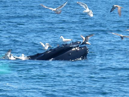 À la rencontre des baleines à Cape Cod
