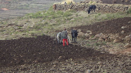 Agriculteur plateau à 3600 métres en Ethiopie