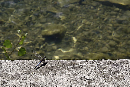 Aix les Bains - Lac du Bourget - Une libellule
