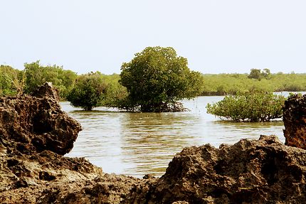 Wasini Island, petite mangrove de l'île