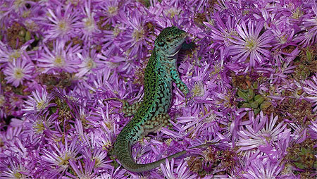 Lézard vert d'Ibiza Lézard vert d'Ibiza