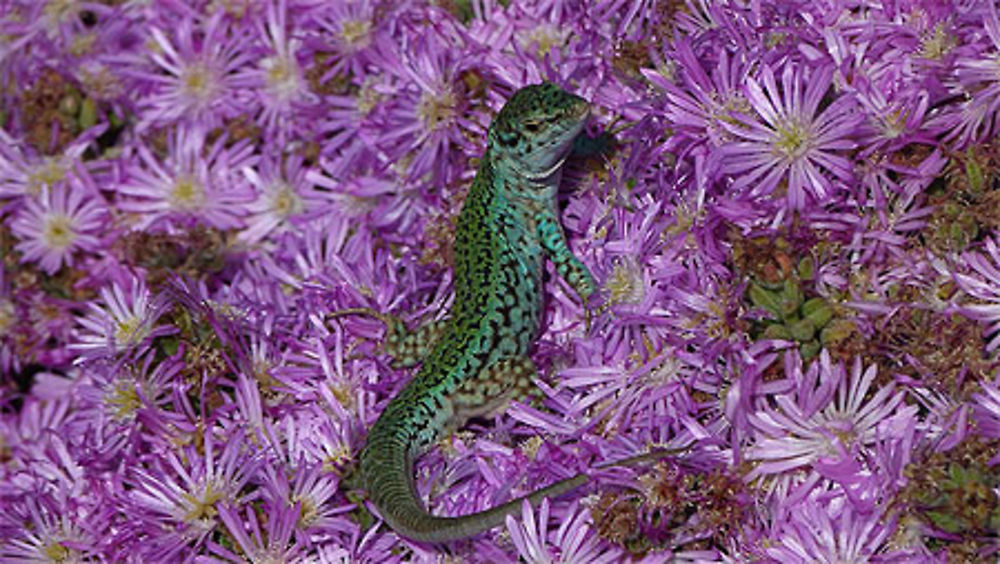 Lézard vert d'Ibiza