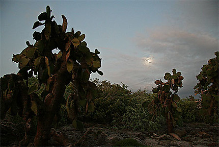 Lever de soleil sur les Galapagos