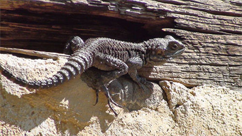 Lézard