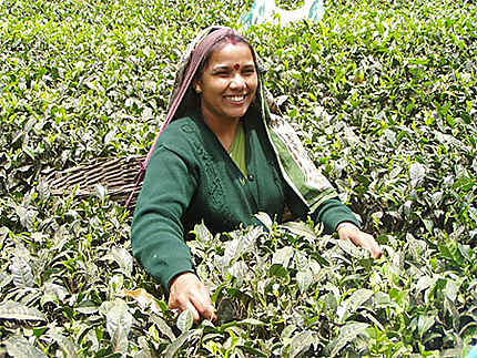 Cueillette du thé Sri Lanka
