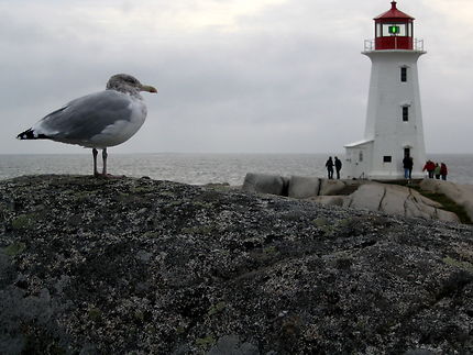 Le phare et le goéland de Peggy's Cove