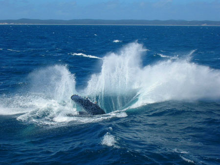 Plongeon de la baleine Plongeon de la baleine