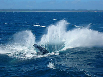 Plongeon de la baleine