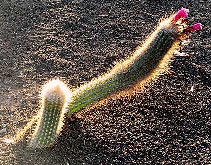 Surprenant cactus des Canaries