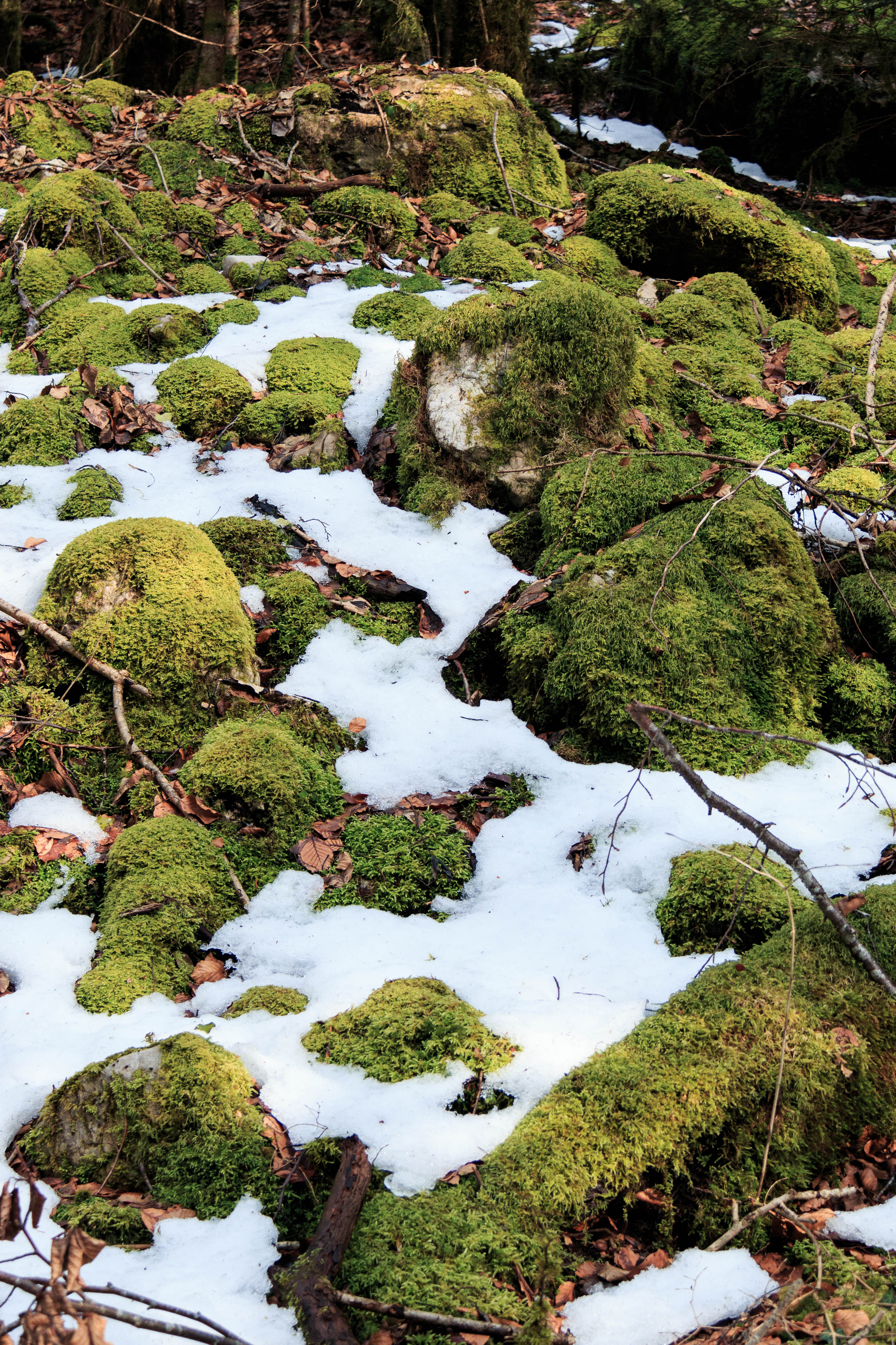 Hauteville - Neige et mousse dans le Haut-Bugey Hauteville - Neige et mousse dans le Haut-Bugey