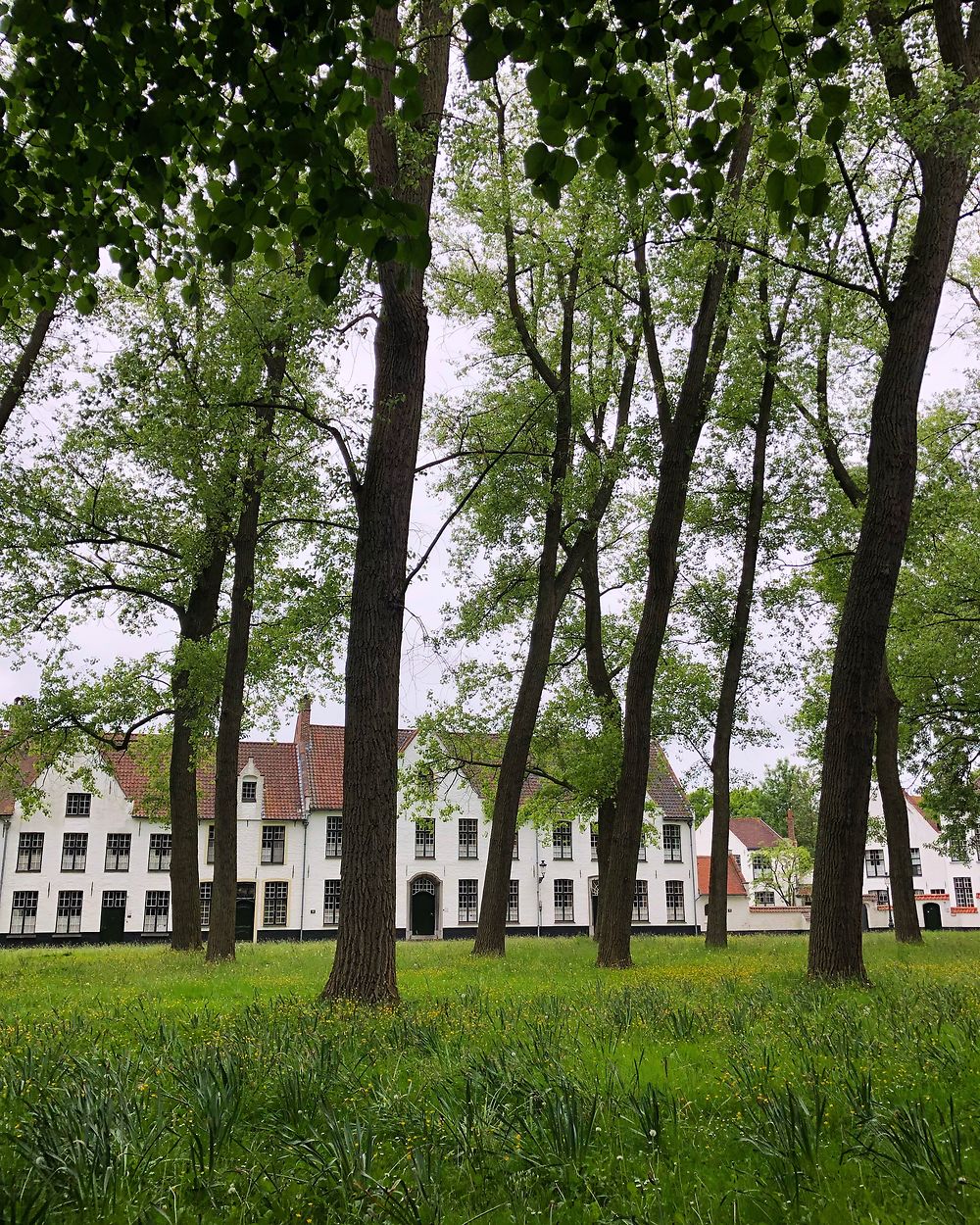 Au cœur du béguinage d'Amsterdam (Begijnhof)