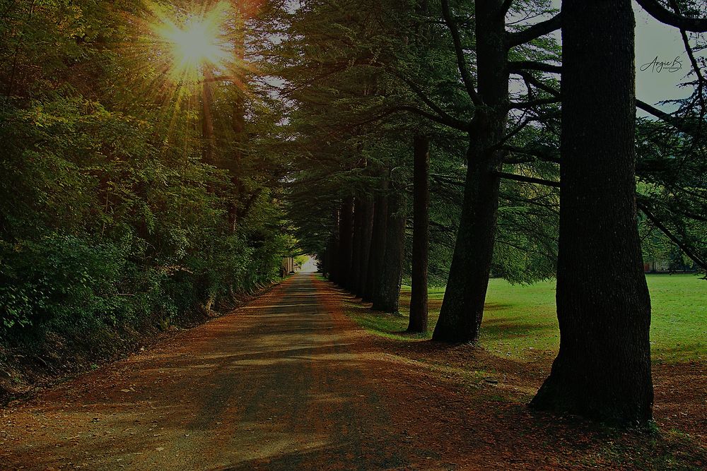 Forêt de Saoû en automne, Drôme