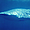 Requin-baleine