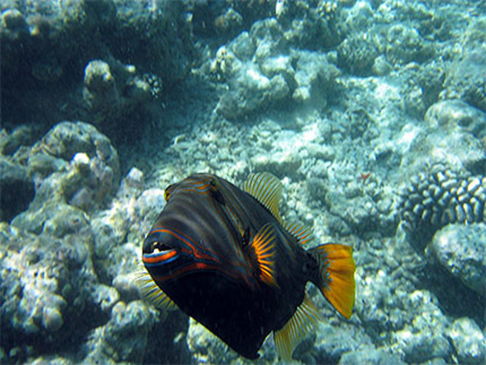 Triggerfish