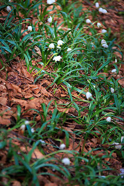 Hauveville - Petites fleurs de printemps