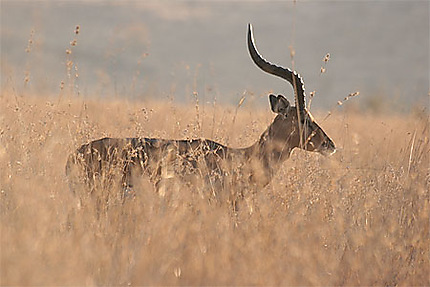Impala dans la savane