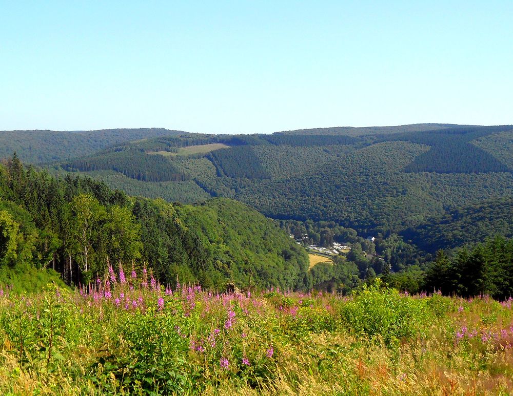 Un balcon en forêt