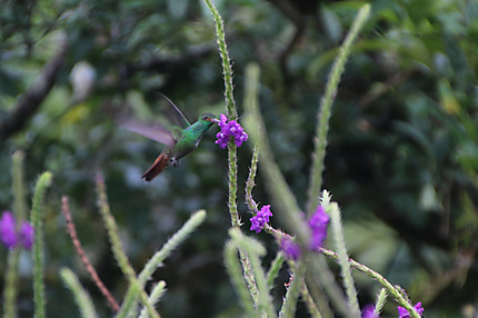 Le colibri 