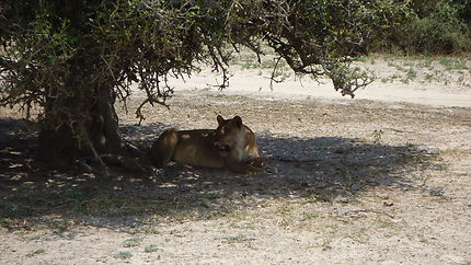 Une lionne après la chasse