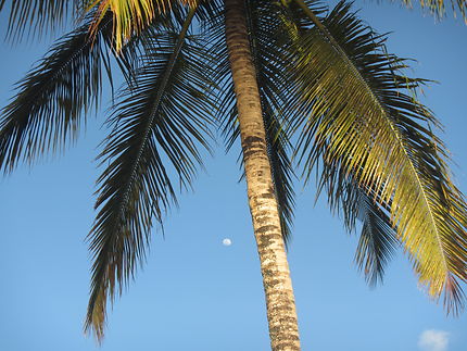 La lune derrière le palmier