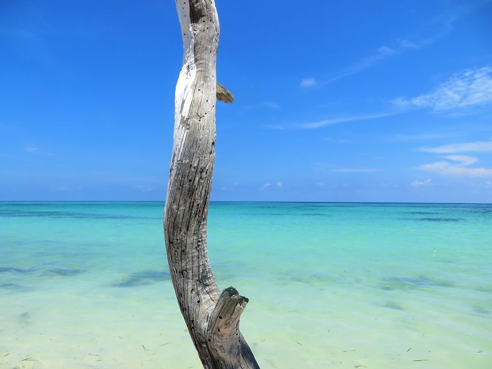 L'île aux bois flottés