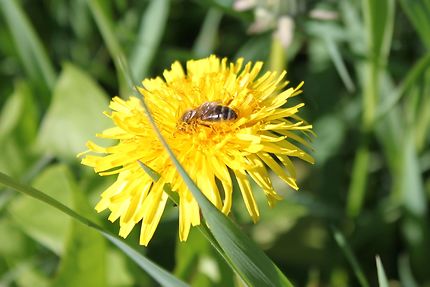 Une abeille sur une fleur de pissenlit